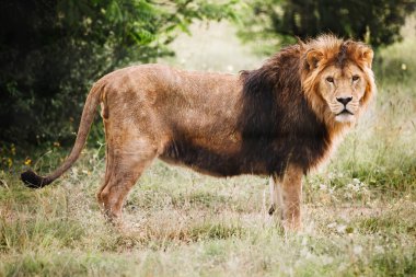 Tek erkek aslan portresi. Afrika erkek aslanı kameraya bakıyor..