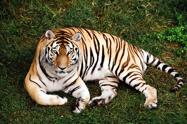Porträt eines Amur-Tigers auf einem Gras an einem Sommertag. — Stockfoto