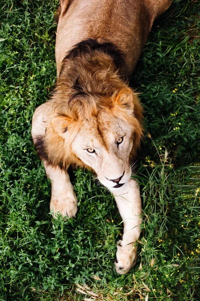 Portrait de lion mâle unique. Lion mâle africain regardant la caméra. — Photo