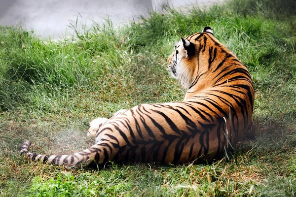 Portret tygrysa amura na trawie w letni dzień. — Zdjęcie stockowe