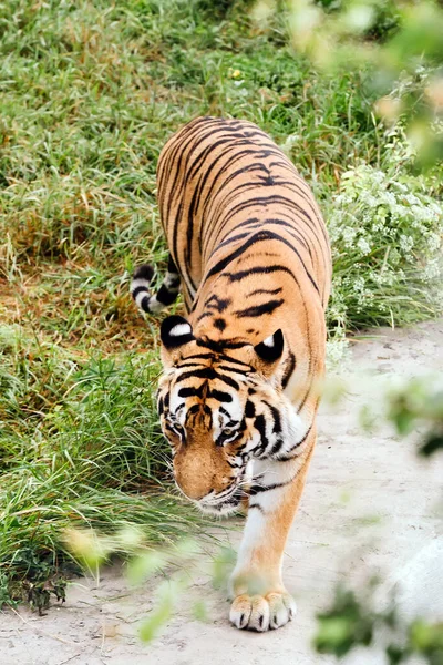 Амурский тигр на траве в летний день. — стоковое фото