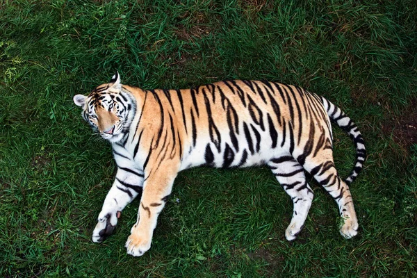 Yaz günü çimlerin üzerinde Amur kaplanı. — Stok fotoğraf