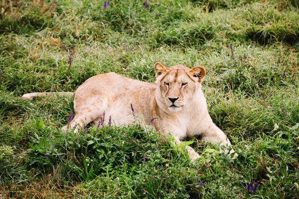 Een vrouwelijk leeuwenportret. Afrikaanse leeuw in safari park. — Stockfoto