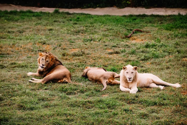 Un groupe de lions repose sur l'herbe dans le parc safari. — Photo