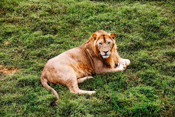 Alleenstaand leeuwenportret. Afrikaanse mannelijke leeuw op zoek naar camera. — Stockfoto