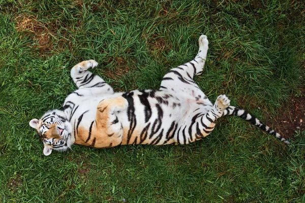 Амурский тигр на траве в летний день. — стоковое фото