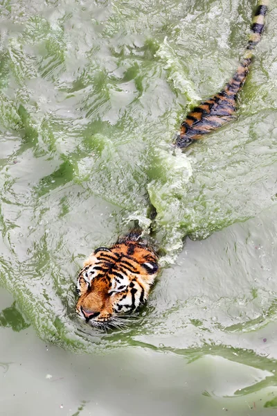 Амурский тигр плавает в бассейне. Портрет плавающего сибирского тигра в сафари-парке. — стоковое фото