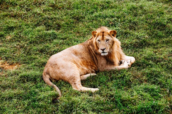 Alleenstaand leeuwenportret. Afrikaanse mannelijke leeuw op zoek naar camera. — Stockfoto