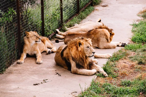 Group of African Lions, Panthera leo, in safari park. — Stock fotografie