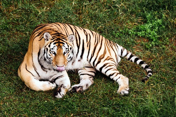 Retrato de un tigre Amur sobre una hierba en el día de verano. — Foto de Stock