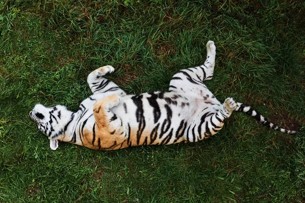 Retrato de un tigre Amur sobre una hierba en el día de verano. —  Fotos de Stock