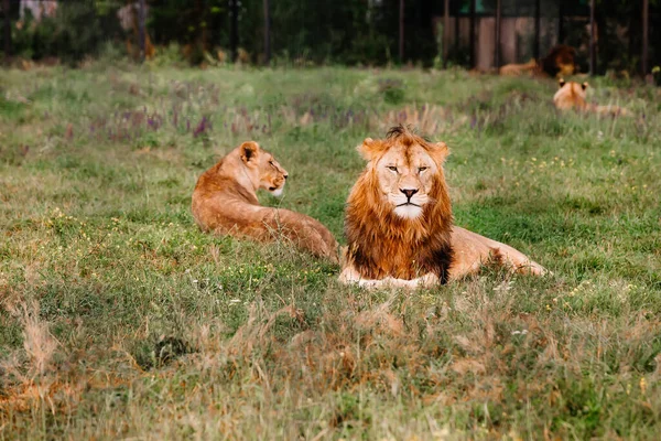 Pride of African Lions, Panthera leo, in safari park. — Stockfoto