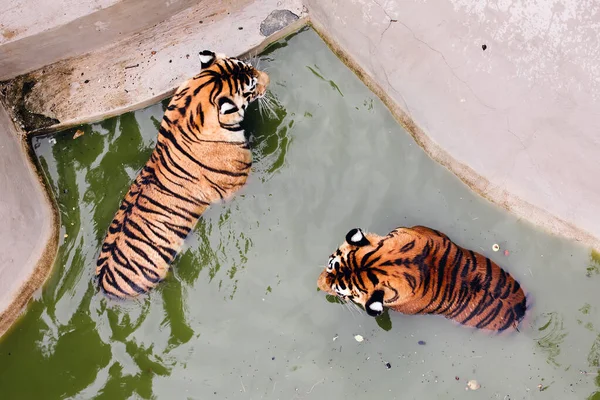 Tigres Amur nadando na piscina. Retrato de tigres de Amur, também conhecidos como tigres siberianos, no parque de safári. — Fotografia de Stock