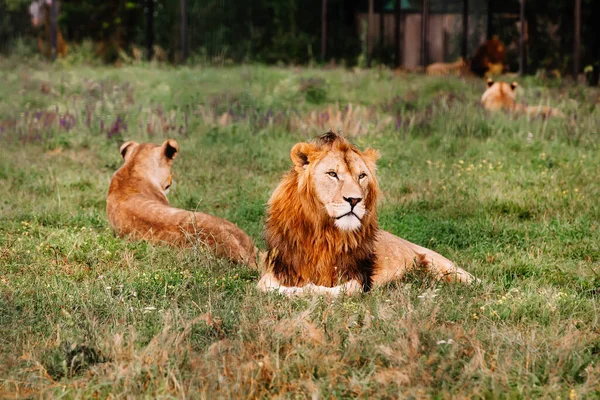 Pride of African Lions, Panthera leo, in safari park. — Stock fotografie