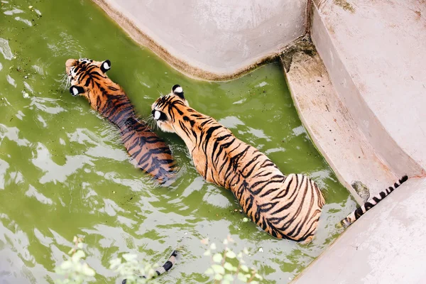 Амурские тигры плавают в бассейне. Портрет играющих амурских тигров, также известных как сибирские тигры, в сафари-парке. — стоковое фото