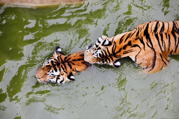 Amur-Tiger schwimmt im Pool. Porträt eines schwimmenden sibirischen Tigers im Safaripark. — Stockfoto