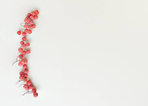 Branches of rowan on a beige background. Flat lay with copy space.