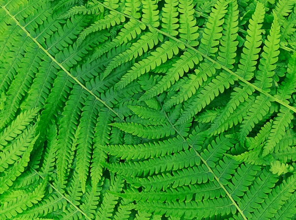 Patrón de la naturaleza hecho de hojas de helecho verde. — Foto de Stock