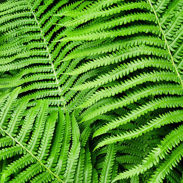 Patrón de la naturaleza hecho de hojas de helecho verde. — Foto de Stock