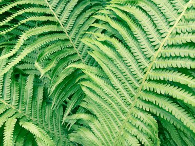 Yeşil eğreltiotu yapraklarından yapılmış doğa deseni.