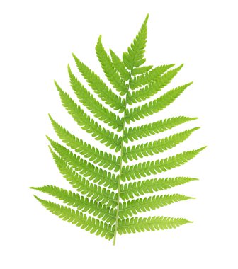 Beyaz arka planda izole edilmiş bir eğreltiotu yaprağı.