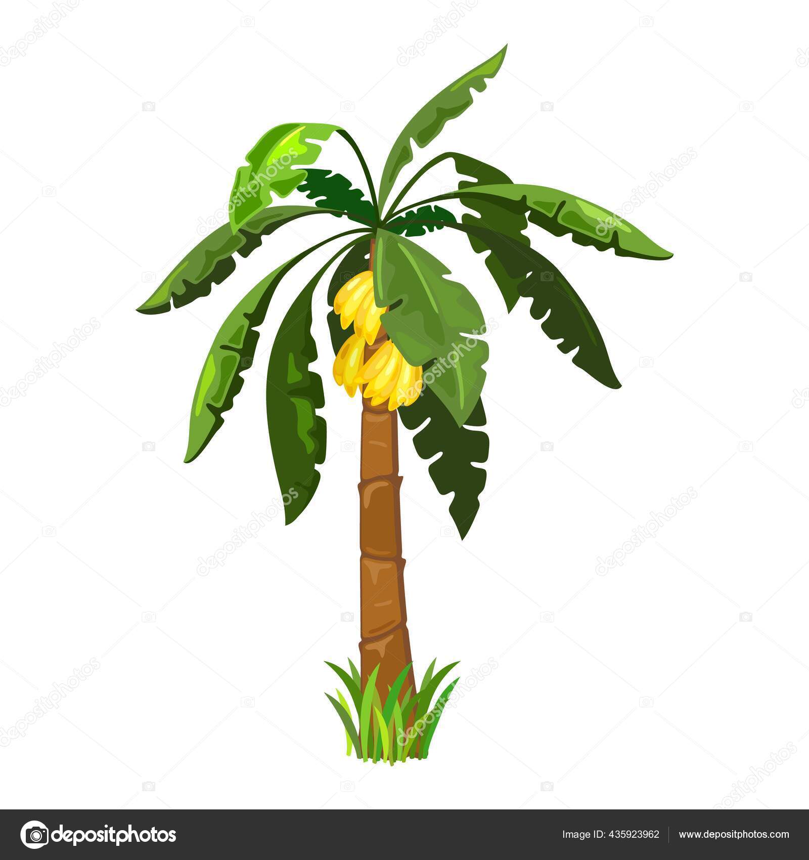 Banana tree cartoon Vector Art Stock Images | Depositphotos