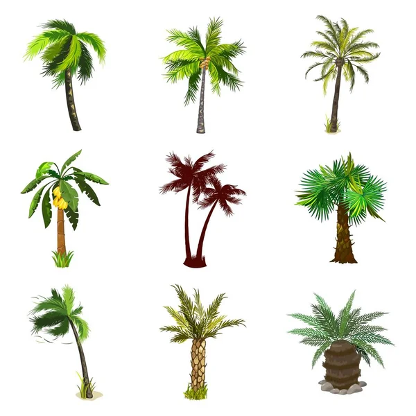 Dibujos animados varios conjunto de palmeras — Vector de stock