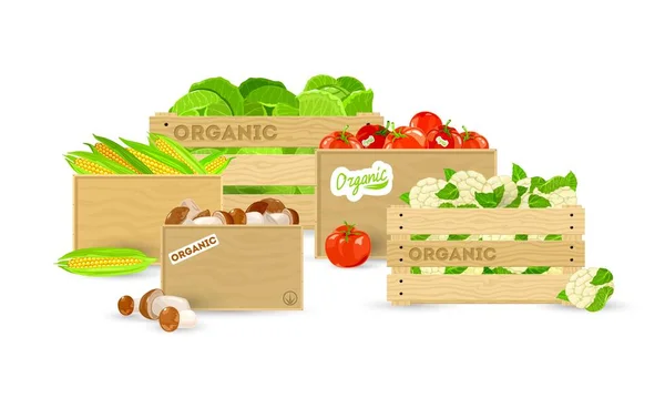 Recogida de verduras frescas en recipientes — Vector de stock