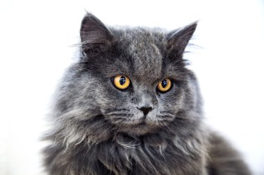 turuncu renkli gözleri şaşırtıcı ile kedi  