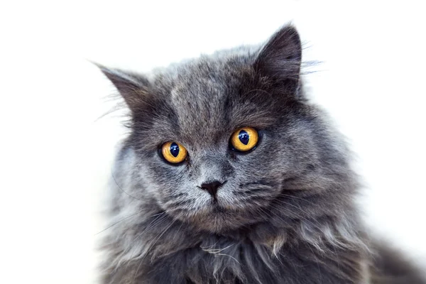Turuncu renkli gözleri şaşırtıcı ile kedi — Stok fotoğraf