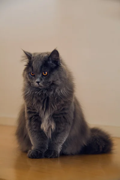 Ahşap katta oturan kedi — Stok fotoğraf