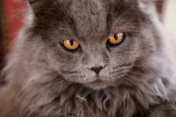 Graue Katze entspannt sich — Stockfoto