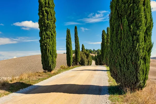 Carretera Toscana Bordeada Icónicos Cipreses Verano Punto Fuga —  Fotos de Stock