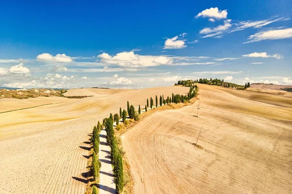 Toscaanse Cipressen Omzoomde Weg Siena Toscane Italië Tussen Gouden Velden — Stockfoto