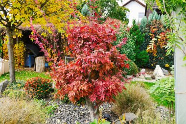 Bahçe bahçesinde canlı renkli ağaçlar ve bitkilerle sonbahar yaprakları.. 