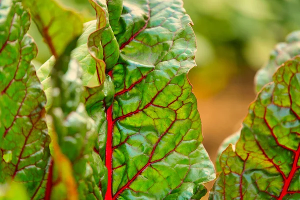 红色甜菜叶有红脉和绿叶 靠近点大佬 — 图库照片