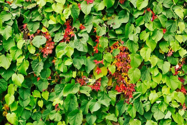 Verde Vermelho Folha Plantas Folhagem Fundo — Fotografia de Stock