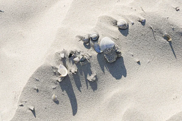 Deniz Kabukları Parçalar Beyaz Kumlar Üzerinde — Stok fotoğraf