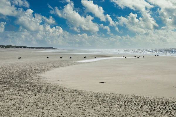海岸を歩いているカモメの絵のような雲の風景やシルエットを持つ砂浜 極端なロングショット — ストック写真