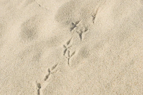 Möwenspuren Sandstrand Blick Von Oben Nach Unten lizenzfreie Stockfotos