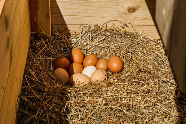 Chicken eggs lying in hay with sunshine. Long shot. High angle view.