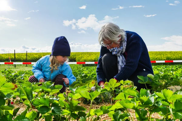 Child Picking Crops Grandmother Agricultural Field Sunny Spring Day Full — Stock Photo, Image