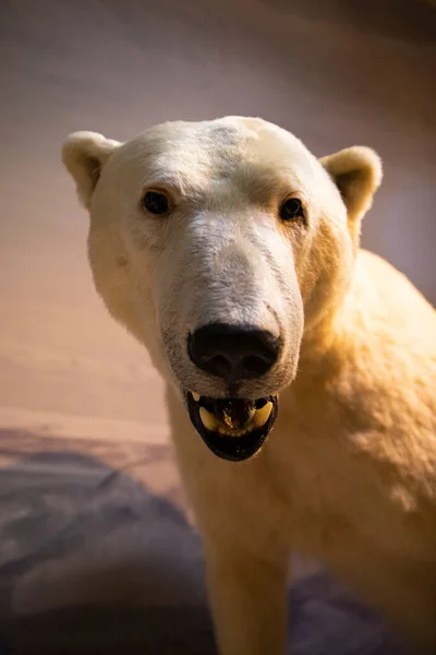 Polar bear animal head taxidermy mount. Front view. Medium shot. Vertical.