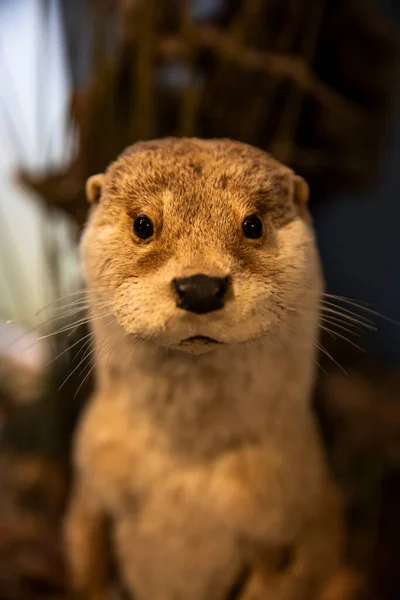 Otter Animal Taxidermy Mount Looking Camera Front View Close Vertical — Stock Photo, Image