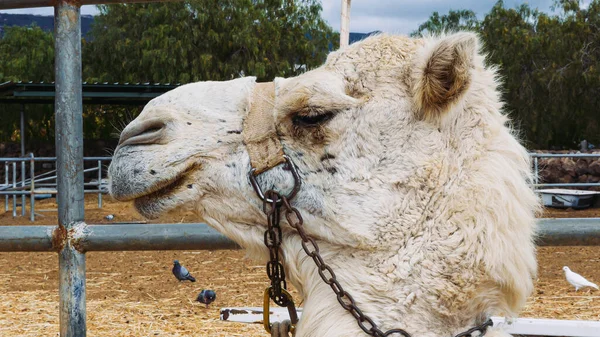 Vista Perfil Cabeza Animal Camello Blanco Cerca Cabeza Disparada — Foto de Stock