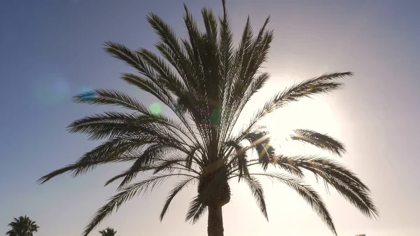 Hinterleuchtete Palme Bei Strahlendem Sonnenschein Niedriger Blickwinkel Stockbild