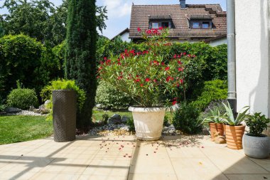 Bahçede yemyeşil çiçekler ve bitkiler var.. 