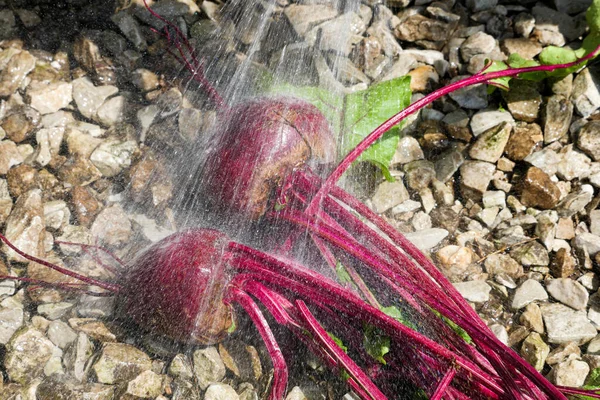 菜园甜菜 用水喷在砾石上 高角度视图 — 图库照片