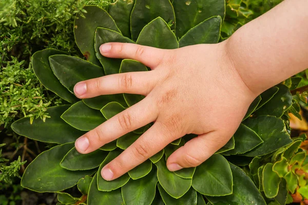 Χέρι Πάνω Από Πράσινα Φύλλα Φυτών Εξωτερικούς Χώρους Ακριβώς Από — Φωτογραφία Αρχείου