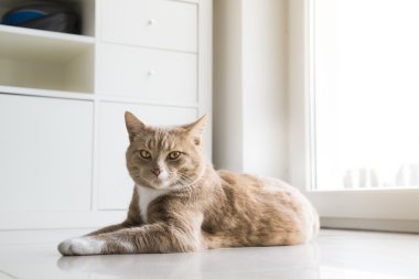 Evde kedi rahatlatıcı zencefil